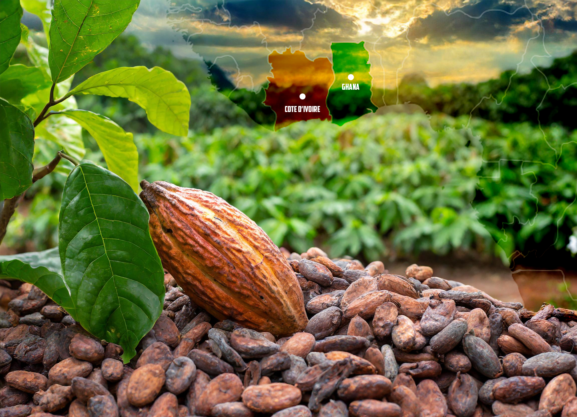 Ghana and Côte d’Ivoire Unite to Save Cocoa Industry